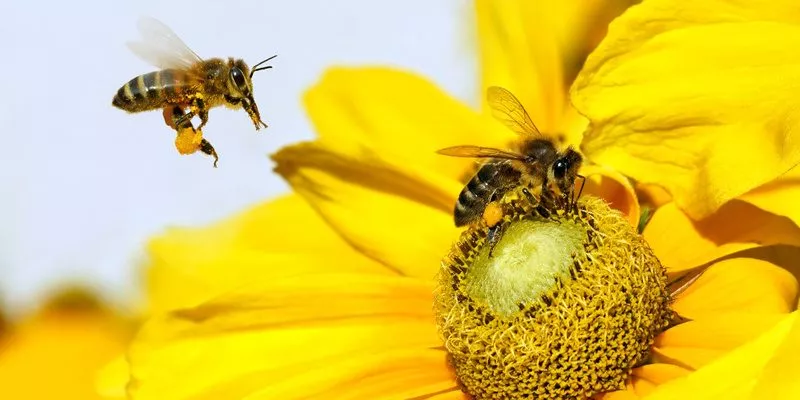 Fleissige Bienchen